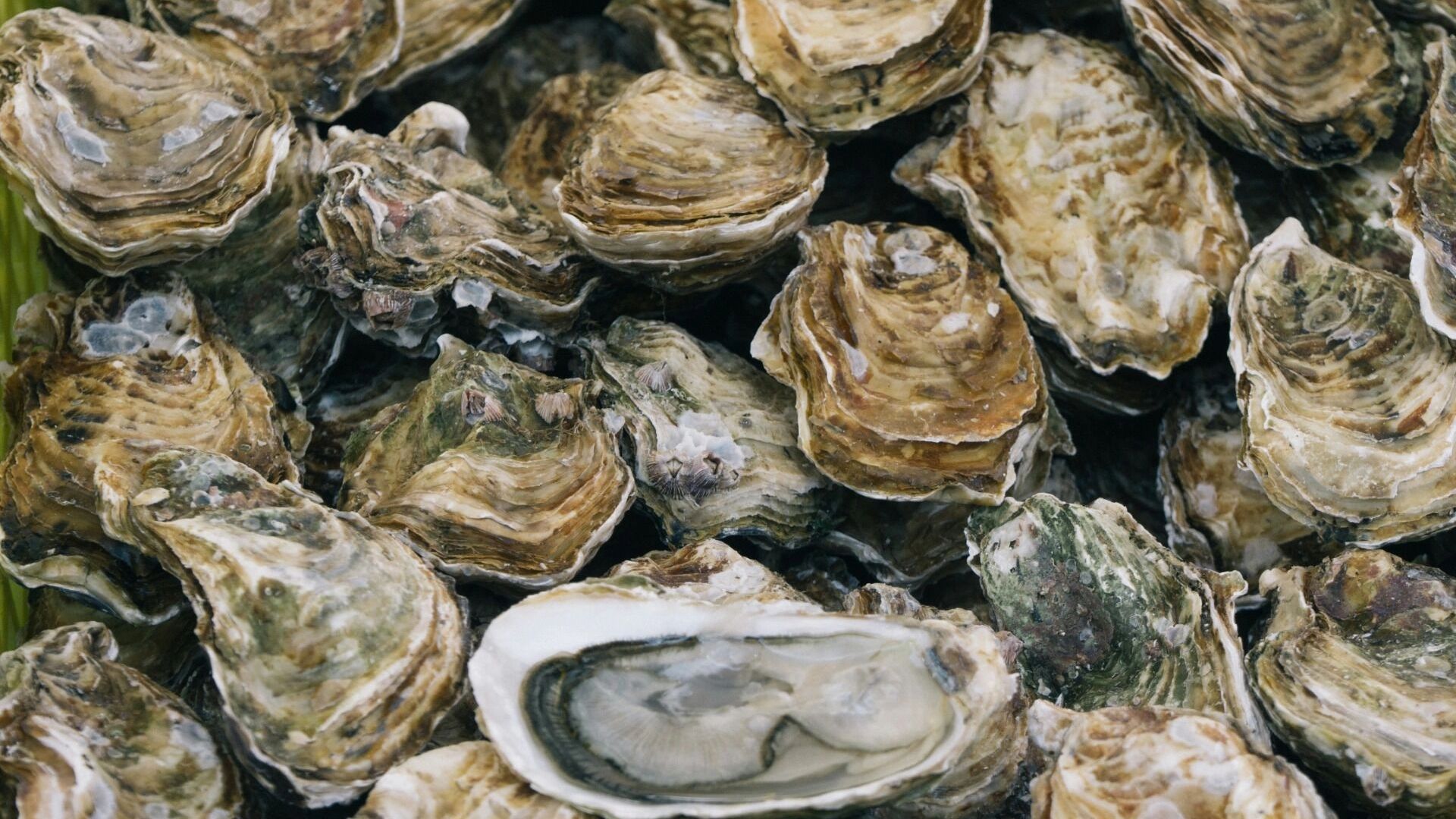 Моллюски