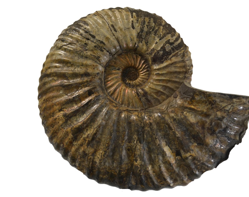 Аммонит. (лат.Ammonoidea).