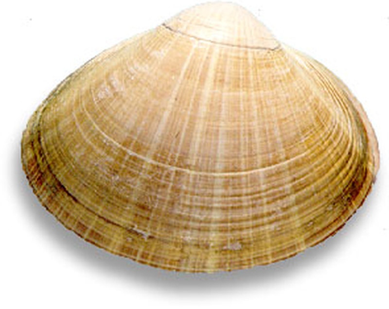 Мактра китайская
