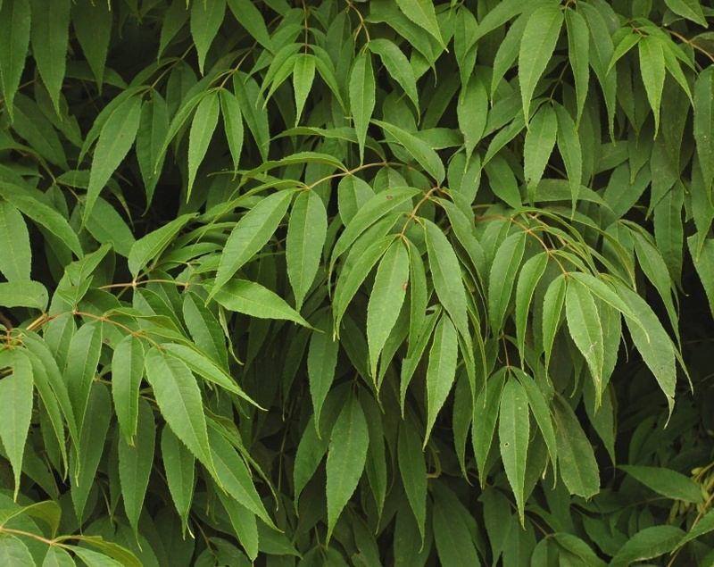 ЯСЕНЬ МАНЬЧЖУРСКИЙ