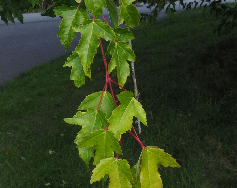 КЛЁН ПРИРЕЧНЫЙ