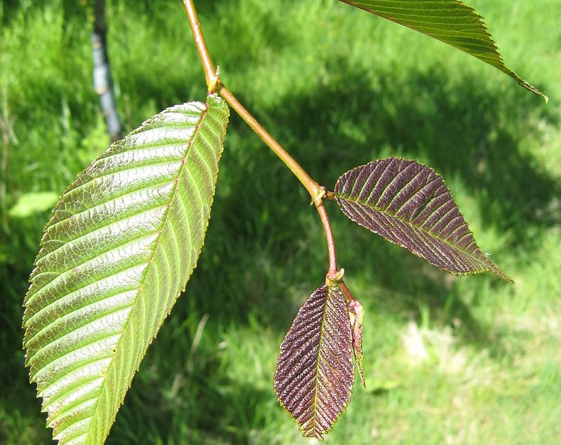 ИЛЬМ (ВЯЗ) ЯПОНСКИЙ или ДАВИДА